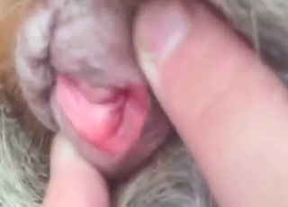 Zoophile porn with a dog's vag showcased up close