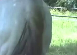 Zoo porn with a sexy horse shitting hard outside