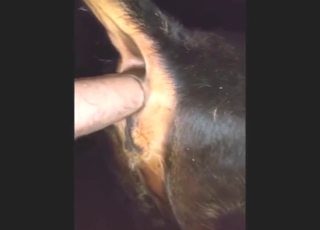 Dude using lubed cow's shitty ass with fist