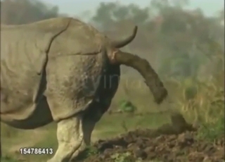 Rhino shitting outside and you looking at it