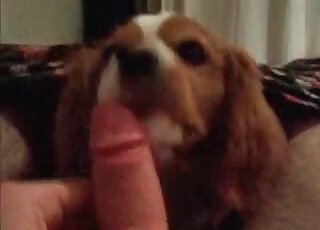 Dude lets this dog suck his hot cock