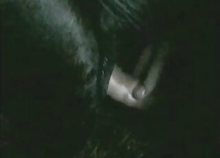 Animals are having hot bestial action during the night