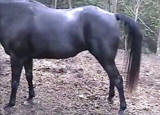 Playing with a big pony pussy in the close-up