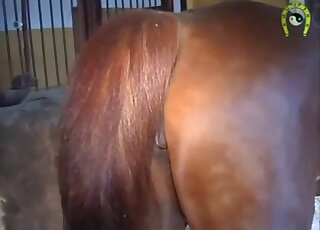 Watch in the close-up how the horse is shitting