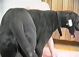 Big black dog fucked a slender angel from behind