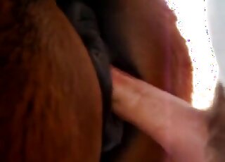 Dude fisting that horse's pussy