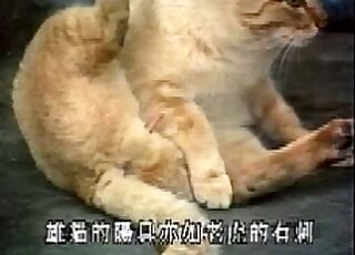 คิตตี้โชว์อวัยวะเพศเล็กแหลมของเขาแบบใกล้ชิด