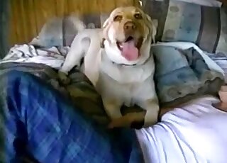 Big angry Labrador and sexy zoophile