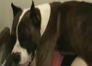 Dog slowly fucks my big-bottomed wife