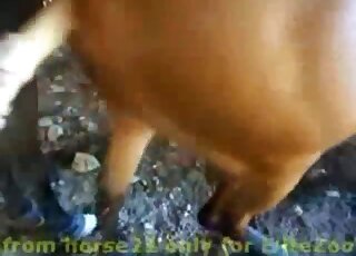 Fucking my lovely horse in the doggy pose