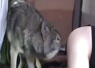 Black-haired babe screwed by her dog from behind