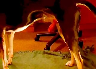 Siyah köpek kamerada küçük ıslak amını becerdi