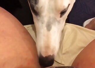 White dog licks her wide-opened wet vagina
