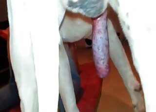 Spicy doggy is licking her tight ass