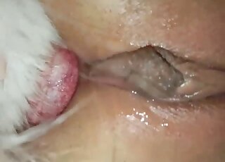 Close-up anal action with a gorgeous zoophile slut
