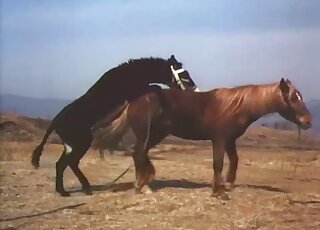 Horse cock gape scene with truly twisted beasts