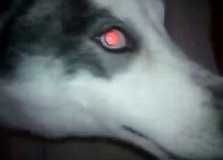 Hairy cock dude is going to screw all the animals